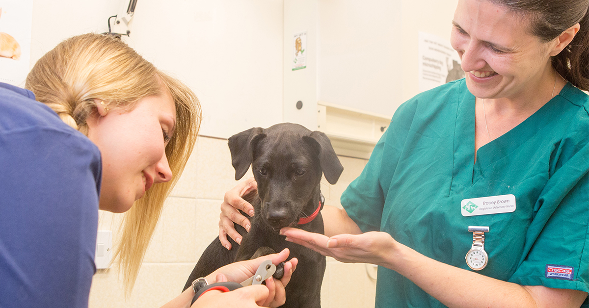 How To Clip Your Dog’s Nails At Home DNA Vetcare Group