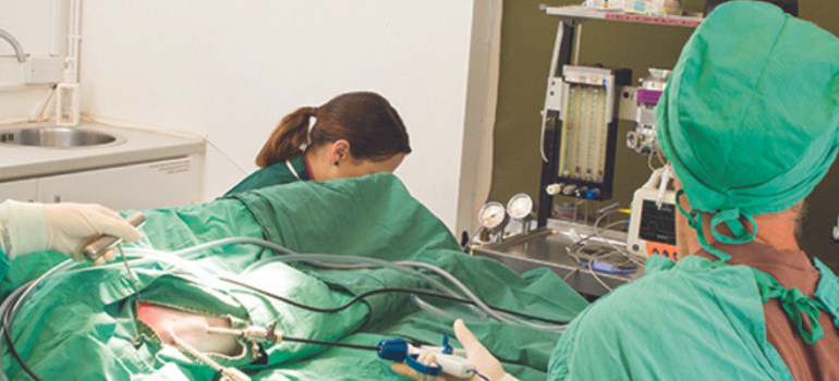 Keyhole surgery, DNA Vetcare