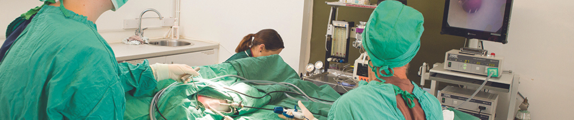 Keyhole surgery, DNA Vetcare