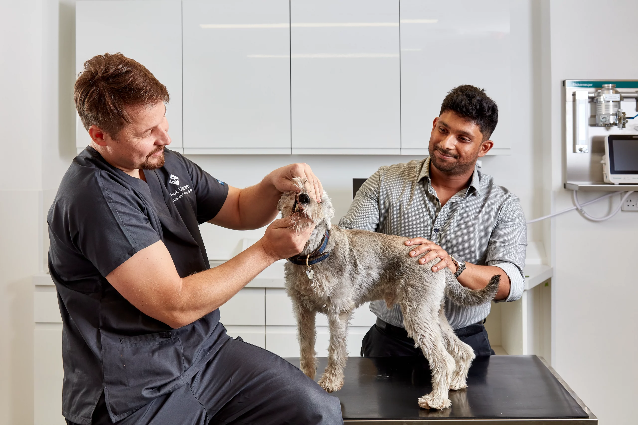 vets-holding-dog-in-vet-practice